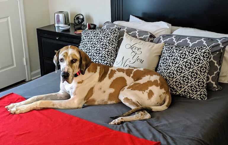 Perro en la cama de sus humanos.
