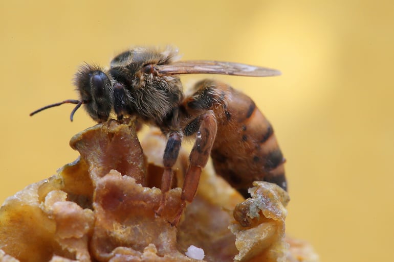 Abeja reina, imagen ilustrativa.