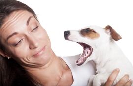 Halitosis canina, imagen ilustrativa.