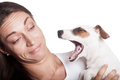 Halitosis canina, imagen ilustrativa.