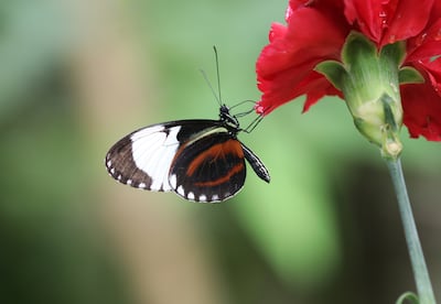 Heliconius.