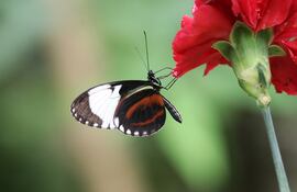Heliconius.