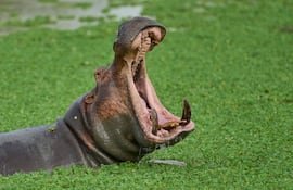 Hipopótamo, imagen ilustrativa.