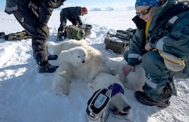 La científica espacial francesa Marie-Anne Blanchet examina a unos oseznos antes de tomar biopsias de tejido adiposo y muestras de sangre de su madre sedada, en el este de Spitzbergen, en el archipiélago de Svalbard.