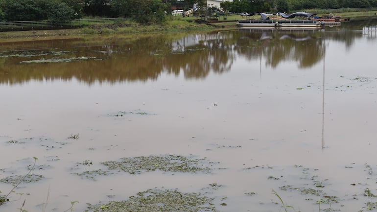 Paisaje tranquilo de un arroyo marrón rodeado de vegetación, sin personas visibles en la escena.