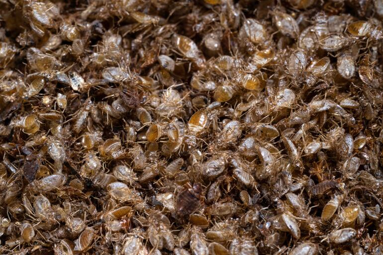 Chinches de cama muertas, fotografiadas dentro de un recipiente en un laboratorio de la Universidad de Ciencias de Malasia (USM) en George Town, en la isla de Penang.