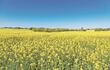Canola, el oro negro del invierno