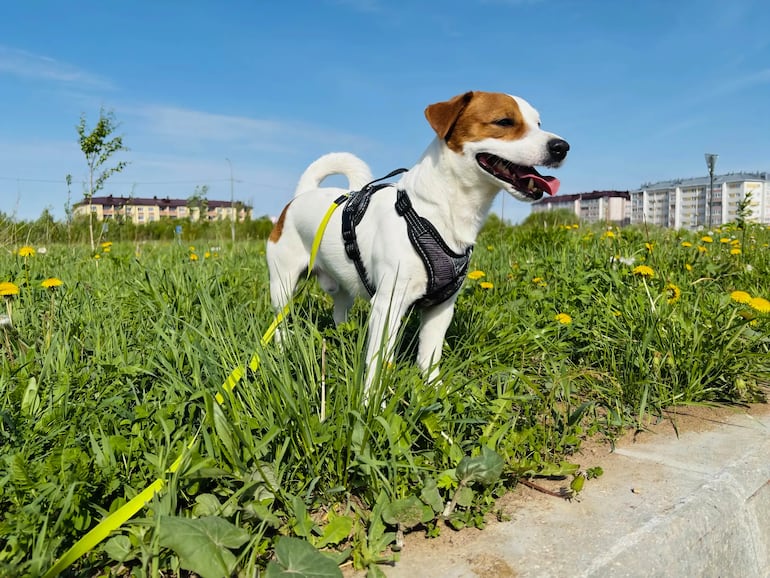 Perro con arnés y sin su humano.