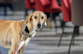 Perro de la raza sloughi.