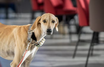 Perro de la raza sloughi.