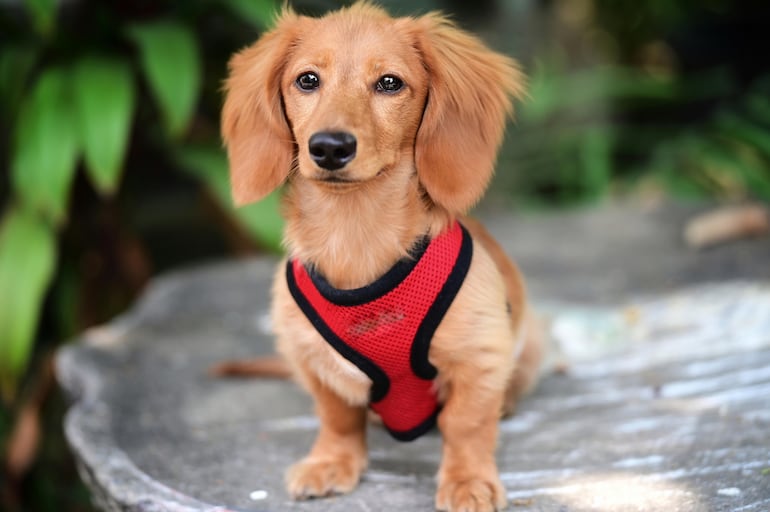 Perro salchicha o dachshund.
