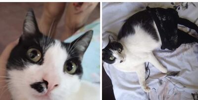 Llevaba un collar rojo al momento de perderse.