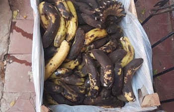 Bananas del programa Hambre Cero, se pudrieron antes del primer día de clases en la escuela Profesora Aurelia Torres, de Itá.