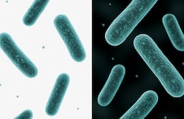 Bacterias espejo, imagen ilustrativa.