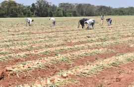 Los productores de cebolla trabajan en la cosecha del producto en una finca de Itacurubí del Rosario