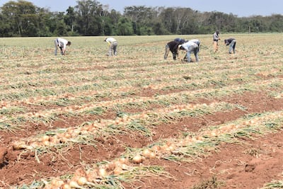Los productores de cebolla trabajan en la cosecha del producto en una finca de Itacurubí del Rosario