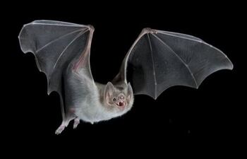 Instan a no manipular a los murciélagos.