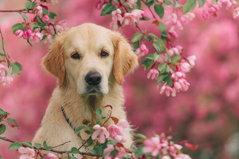 Perro de la raza golden retriever.