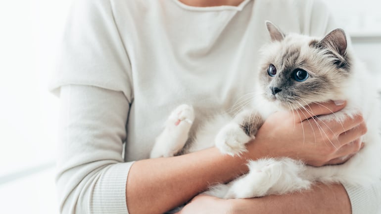 Cómo ganarse la confianza de un gato: qué gestos funcionan según la ciencia.