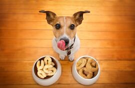 ¿Puede mi perro comer chipa?