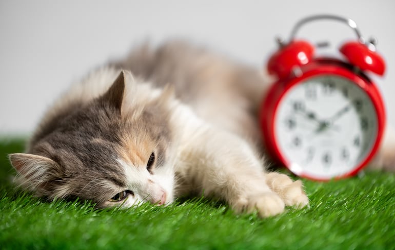 Gato con reloj.