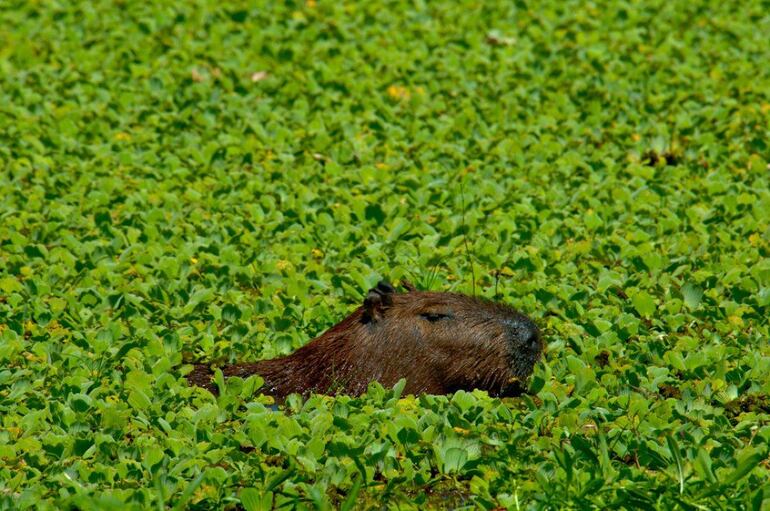 Carpincho, animal al que hizo referencia el senador Eduardo Nakayama.