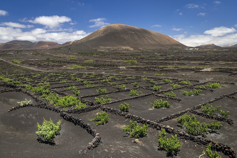 Viñedo volcánico en Lanzarote, Canarias, España.