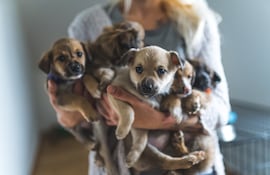 Cachorros rescatados