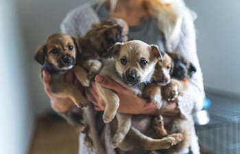 Cachorros rescatados