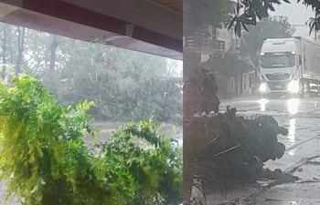 Camiones con luces encendidas avanzan por una calle mojada, rodeados de vegetación movida por el viento.