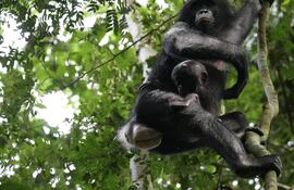 Dos ejemplares de bonobo en Kokolopori Bonobo Reserve (Democratic Republic of Congo). Un equipo internacional de investigadores ha hecho el seguimiento focal y comparativo más completo hasta la fecha de un grupo de bonobos y chimpancés, descubriendo que los machos bonobos son más agresivos de lo que se pensaba.