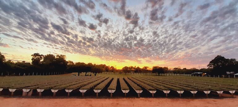 ADN Forestal S.A.: Impulsando la Silvicultura Nacional con Plantines Clonales de Eucalyptus