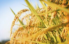 El principal  destino de las colocaciones paraguayas es  Brasil, con el 78%.