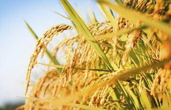 El principal destino de las colocaciones paraguayas es Brasil, con el 78%.