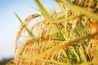 El principal  destino de las colocaciones paraguayas es  Brasil, con el 78%.