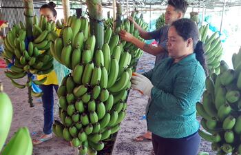 Capacitarán a productores de banana de Tembiaporâ.