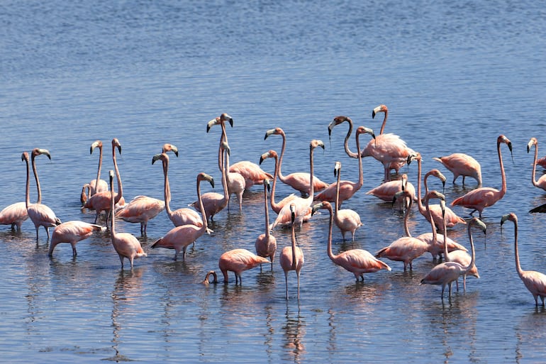 Fotografía que muestra flamencos rosados (Phoenicopterus ruber) en la Ciénaga de la Virgen, en Cartagena (Colombia). 