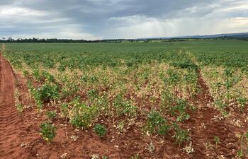Imágenes de una plantación de soja, afectada por la sequía (Archivo). Se teme que La Niña vuelva a ocasionar pérdidas para el sector productivo.