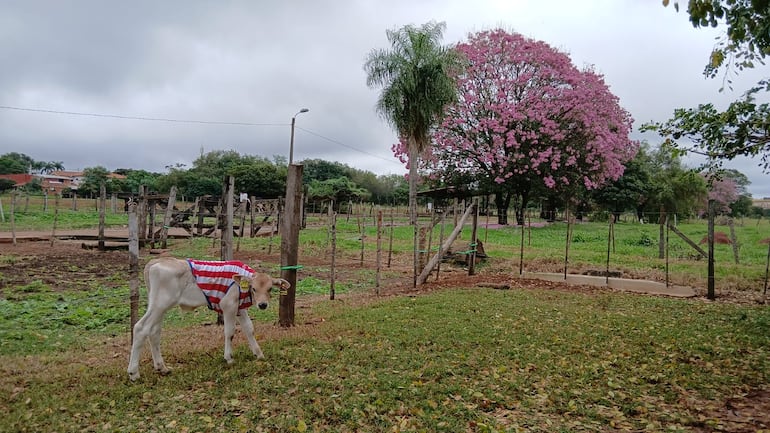 Mundial 2026: las dos mascotas de la UNA que se visten de Albirroja
