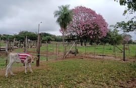 El ternerito Alfarito posa en el potrero junto a un paisaje de lapacho de color rosado.