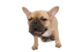 Bulldog francés.