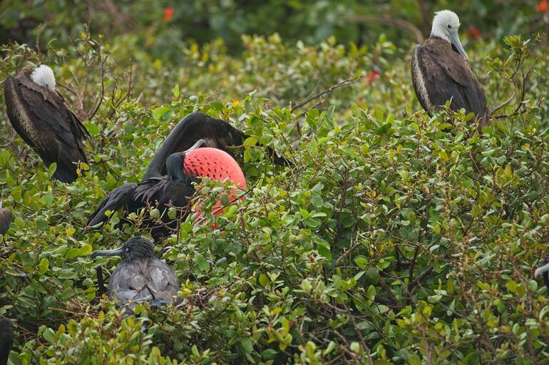 Fragata vientre rojo o fragata magnifica.