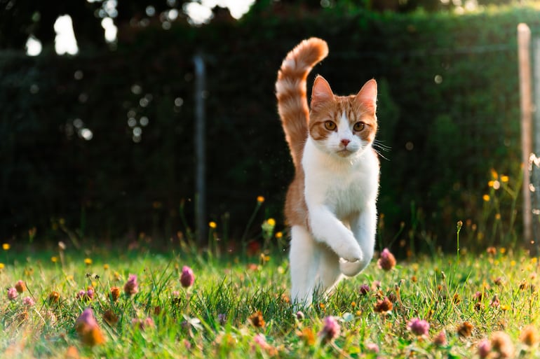 Cuando un gato sale disparado por el pasillo, trepa al sofá y cambia de dirección como si persiguiera algo invisible, lo más probable es que esté teniendo un episodio de actividad frenética aleatoria, conocido popularmente como zoomies.