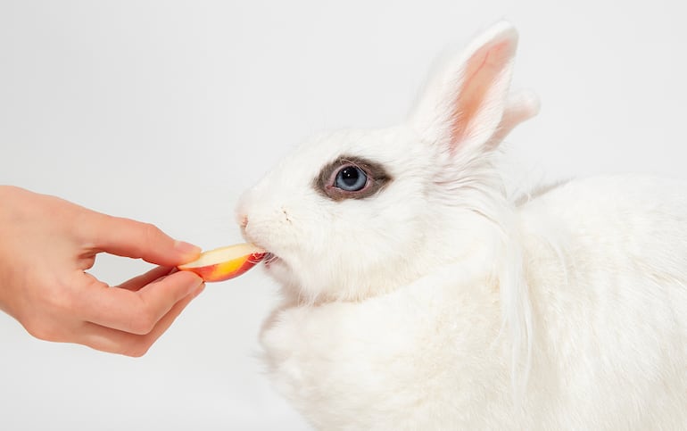 Conejo comiendo manzana.