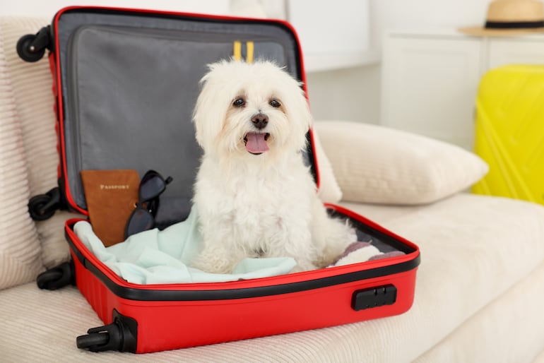 Perro listo para viajar.