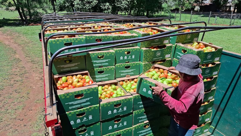 Productores concretan histórica exportación de tomate al Uruguay