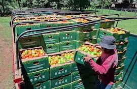 Trabajador en camiseta roja y sombrero gris sostiene caja de tomates en un entorno agrícola, organizando las cajas en una camioneta.