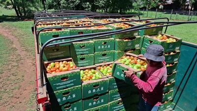 Trabajador en camiseta roja y sombrero gris sostiene caja de tomates en un entorno agrícola, organizando las cajas en una camioneta.