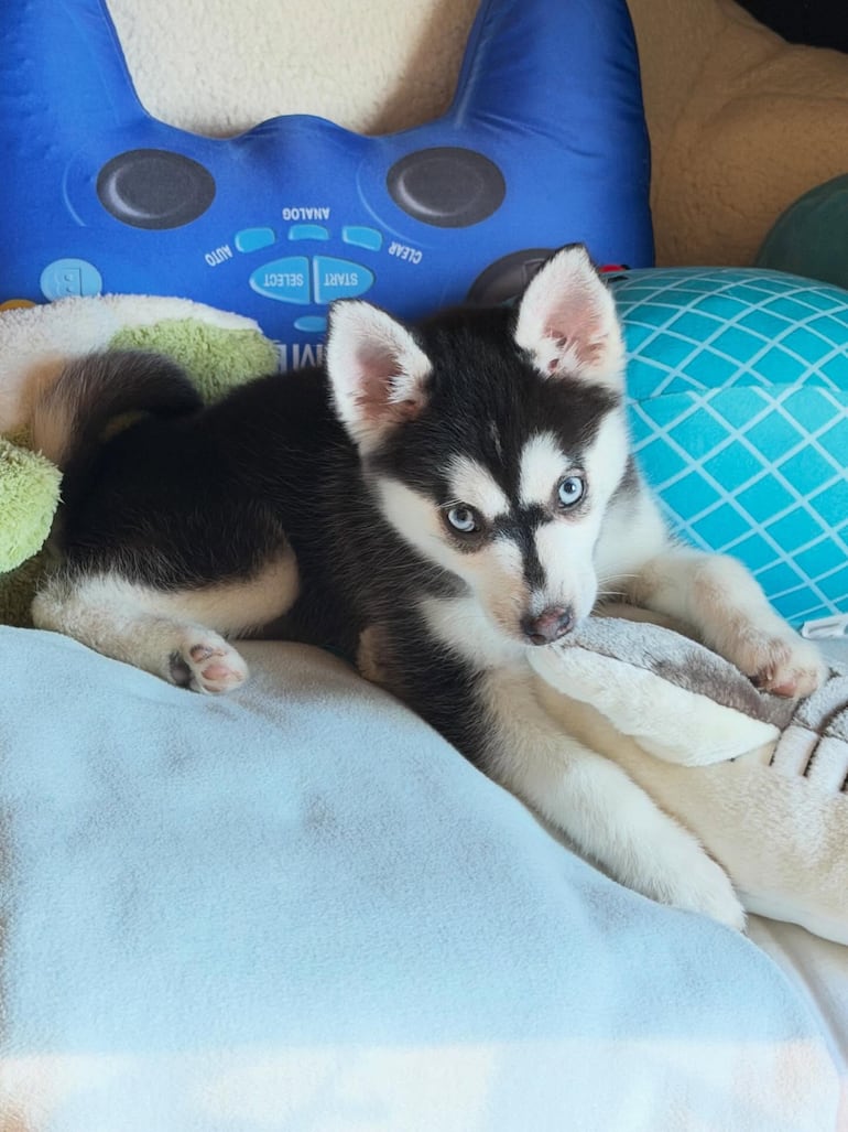 El tierno Aspen es el nuevo integrante de la familia Kushner-Trump. (Instagram/Ivanka Trump)