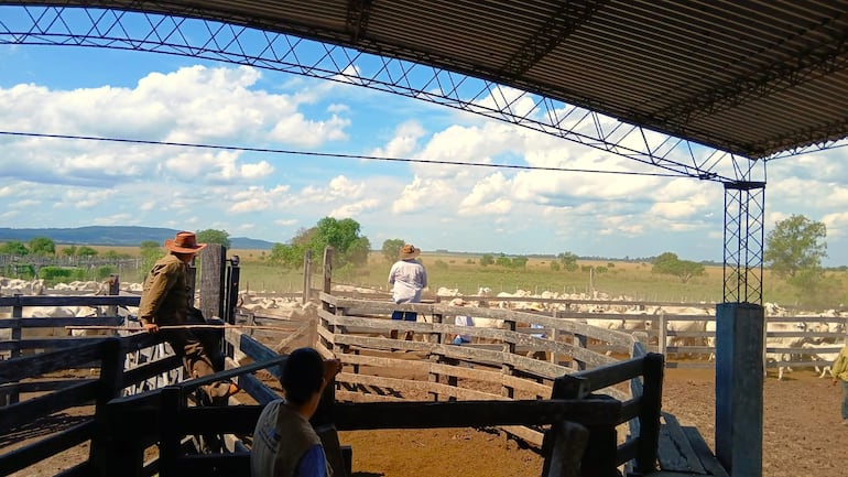 Tras brote de rabia bovina, prevén inmunizar a 5.000 animales.